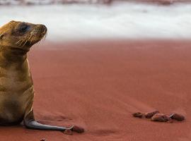 Galapagos Adventure: Northern Islands (Grand Daphne) - 7 Days