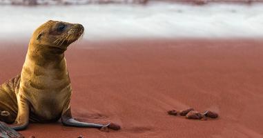 Galapagos Adventure: Northern Islands (Grand Daphne) - 7 Days