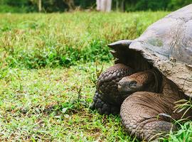 Ultimate Galapagos: Central Islands (Grand Daphne) - 10 Days