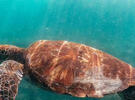 Absolute Galapagos (Grand Daphne) - 17 Days