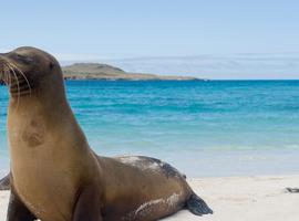Classic Galapagos: Southern Islands (Grand Queen Beatriz) - 10 Days