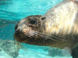 Galapagos Explorer: Southern Islands (Grand Queen Beatriz) - 7 Days