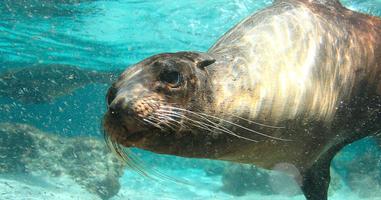 Galapagos Explorer: Southern Islands (Grand Queen Beatriz) - 7 Days