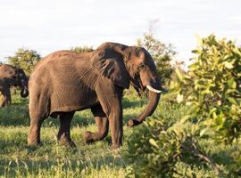 Southern Africa Safari - 9 Days
