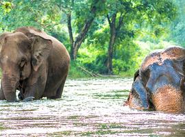 Explore Northern Thailand - 8 Days