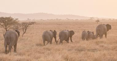 Serengeti Trail - 8 Days