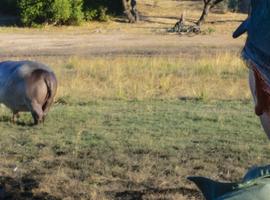 Botswana Adventure - 10 Days
