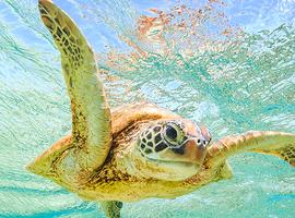 Comoros: Wildlife Expedition - 9 Days