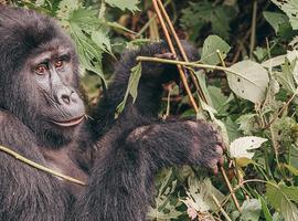 Gorillas & Game Parks - 16 Days