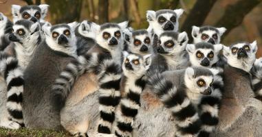 Madagascar Adventure - 14 Days
