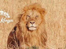 Premium Kenya - 7 Days