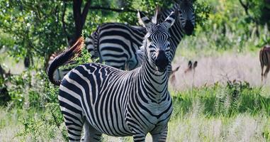 Stone Town to Vic Falls - 16 Days