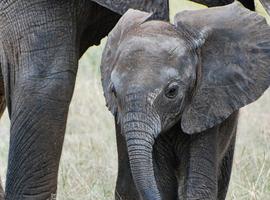 Vic Falls to Stone Town - 17 Days