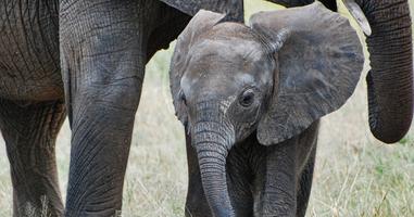 Vic Falls to Stone Town - 17 Days
