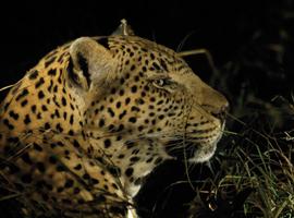 Kruger to Vic Falls - 8 Days