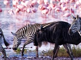 Stone Town to Nairobi - 9 Days