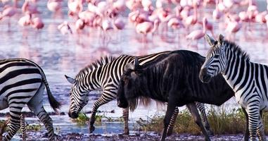Stone Town to Nairobi - 9 Days