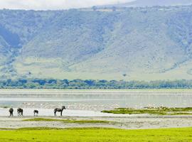 Kenya and Tanzania Family Safari  - 16 Days