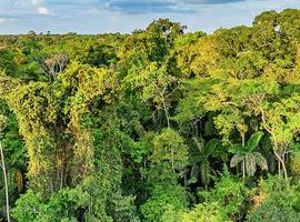 Peru: Amazon Jungle Short Break - 4 Days