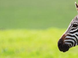 Tanzania Family Safari - 8 Days