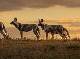 Vic Falls to Kruger - 9 Days
