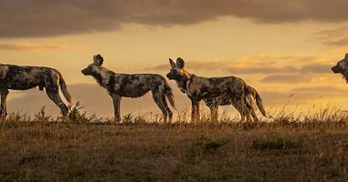 Vic Falls to Kruger - 9 Days