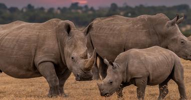 Okavango & Beyond - 9 Days