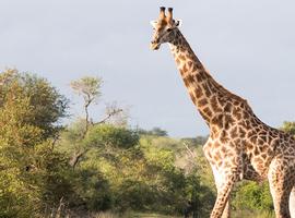 Premium Kenya & Southern Africa Highlights - 15 Days