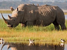 Premium Kenya & Tanzania - 15 Days