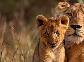 Kruger & Cape Town Short Break by Plane  - 11 Days