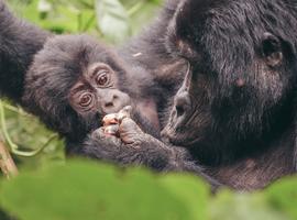 Beaches, Game Parks & Gorillas - 27 Days