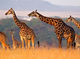 The Masai Heartlands - 15 Days