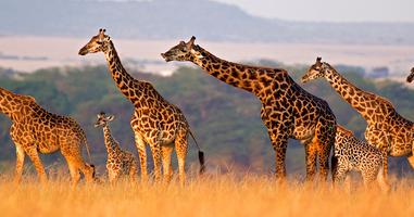 The Masai Heartlands - 15 Days