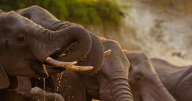 Zanzibar to Cape Town - 40 Days