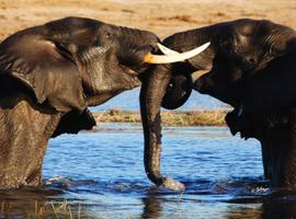 Vic Falls to Cape Town - 22 Days