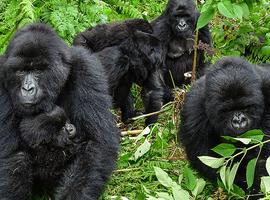 Uganda Gorilla Short Break: Original - 4 Days
