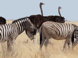 Cape Town to Vic Falls - 22 Days