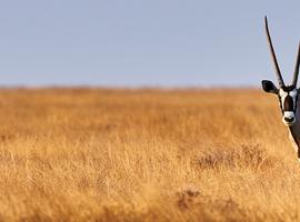 Premium Botswana & Namibia - 17 Days