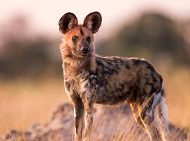 Explore Southern Africa - 18 Days