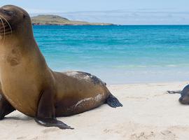 Galapagos Island Hopping - 8 Days