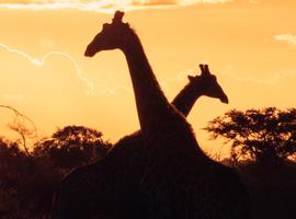 Experience Southern Africa - 16 Days