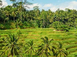 Bali Family Holiday with Teenagers - 8 Days