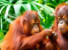 Indonesia Expedition: Orangutans of Kalimantan  - 12 Days