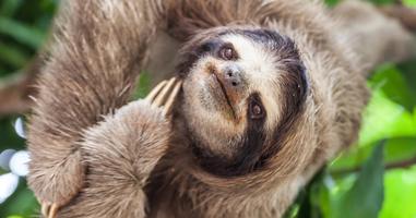 Classic Costa Rica - 15 Days