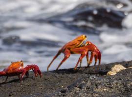 Galapagos Discovery - 9 Days