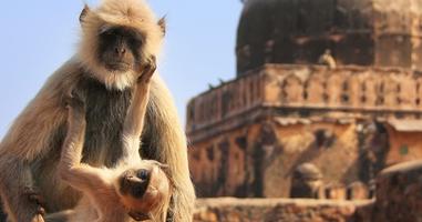 Classic Rajasthan - 15 Days