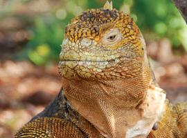 Galapagos Family Holiday - 8 Days