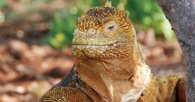 Galapagos Family Holiday - 8 Days