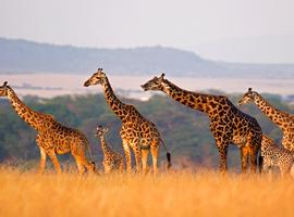 Classic East Africa - 13 Days
