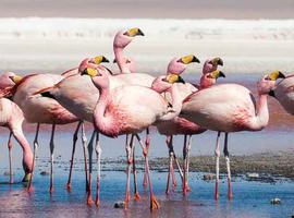Explore Bolivia to Brazil - 31 Days